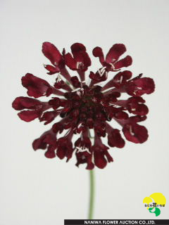 Scabiosa japonica Scarlet.jpg - Scabiosa japonica Scarlet